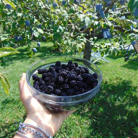 Ca'melia * 萨尔扎纳